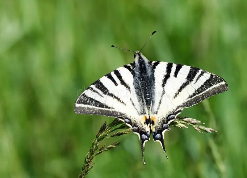 Полосатая бабочка черно белая название фото Beautiful Black and White Butterfly Stock Image - Image of floss, close: 7043168