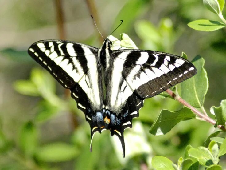 Полосатая бабочка черно белая название фото Top 14 Most Beautiful Butterflies in the World Amazing Colors & Shapes Butterfly