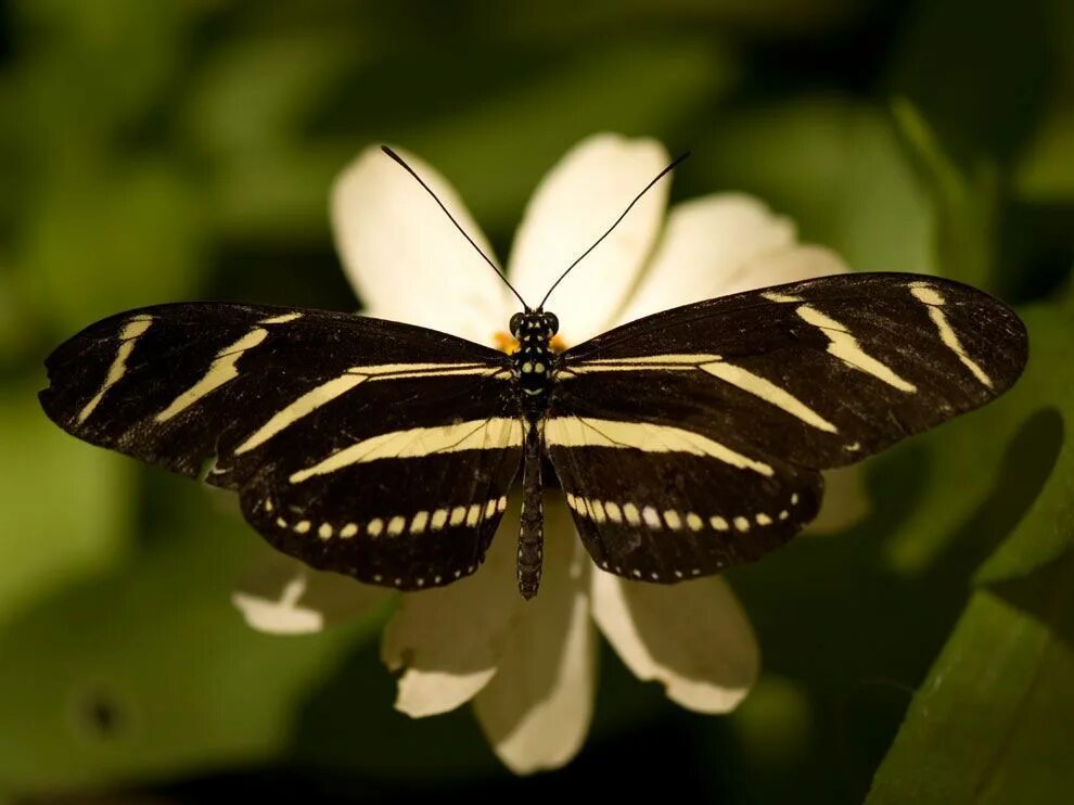 Полосатая бабочка черно белая название фото Wallpaper -- National Geographic for Patterns in Nature: Butterflies Beautiful b