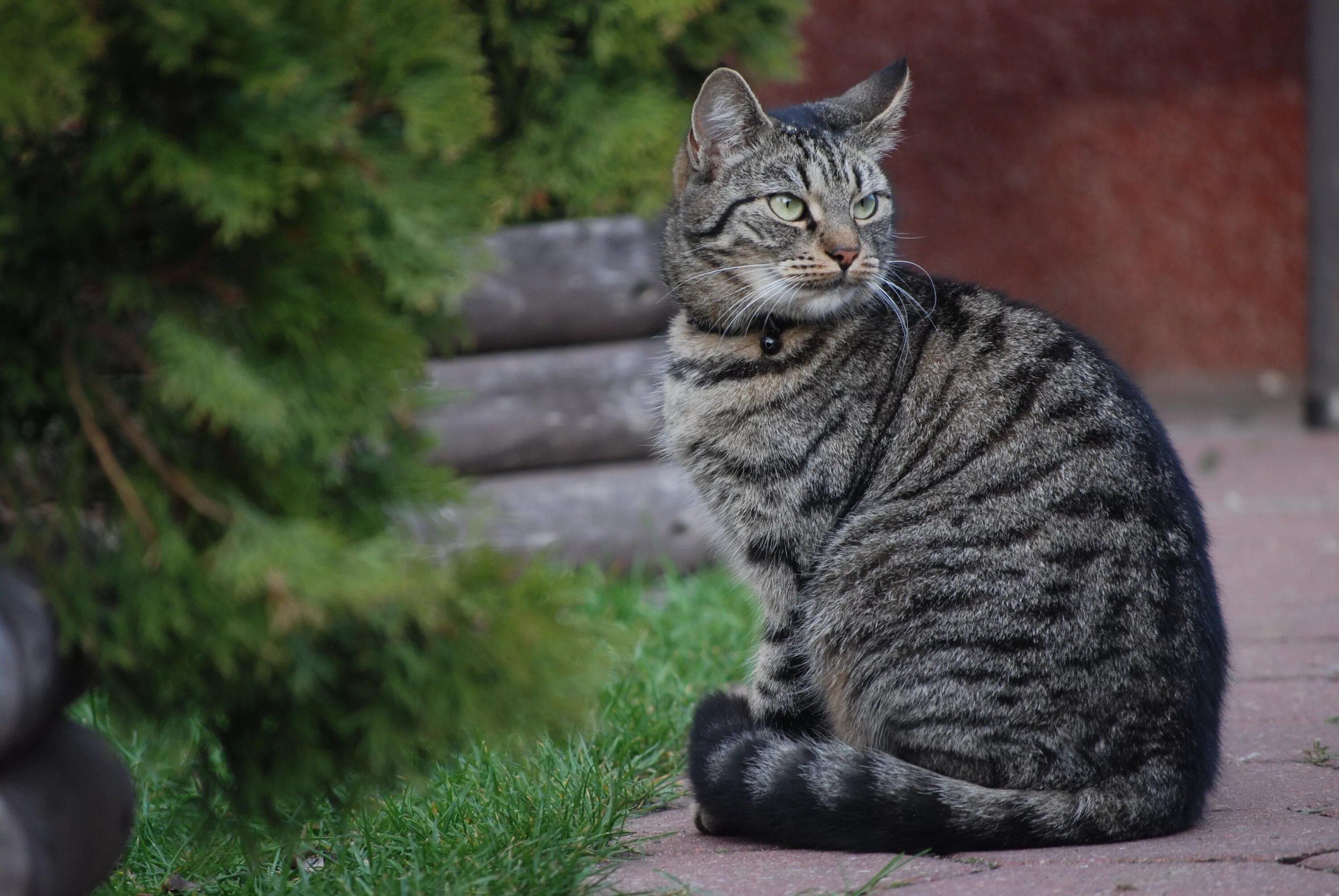 Полосатая кошка фото Free Images : animal, pet, fur, kitten, rest, fauna, whiskers, animals, beast, v