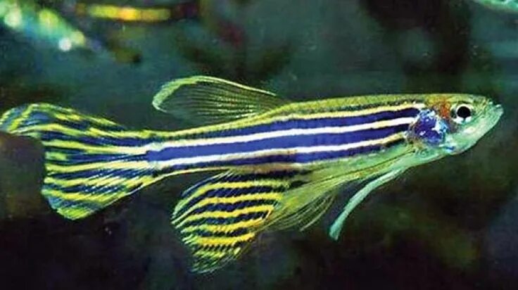 Полосатые аквариумные рыбки фото Visakhapatnam: Zebrafish replaces rodents in laboratories Akvarium, Fisk