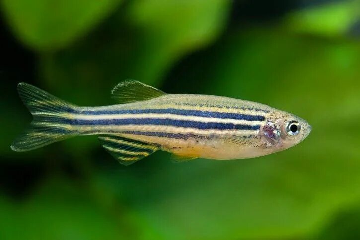 Полосатые аквариумные рыбки фото 19 Most Popular Freshwater Fish for Your Aquarium Poisson rouge, Poisson, Poisso