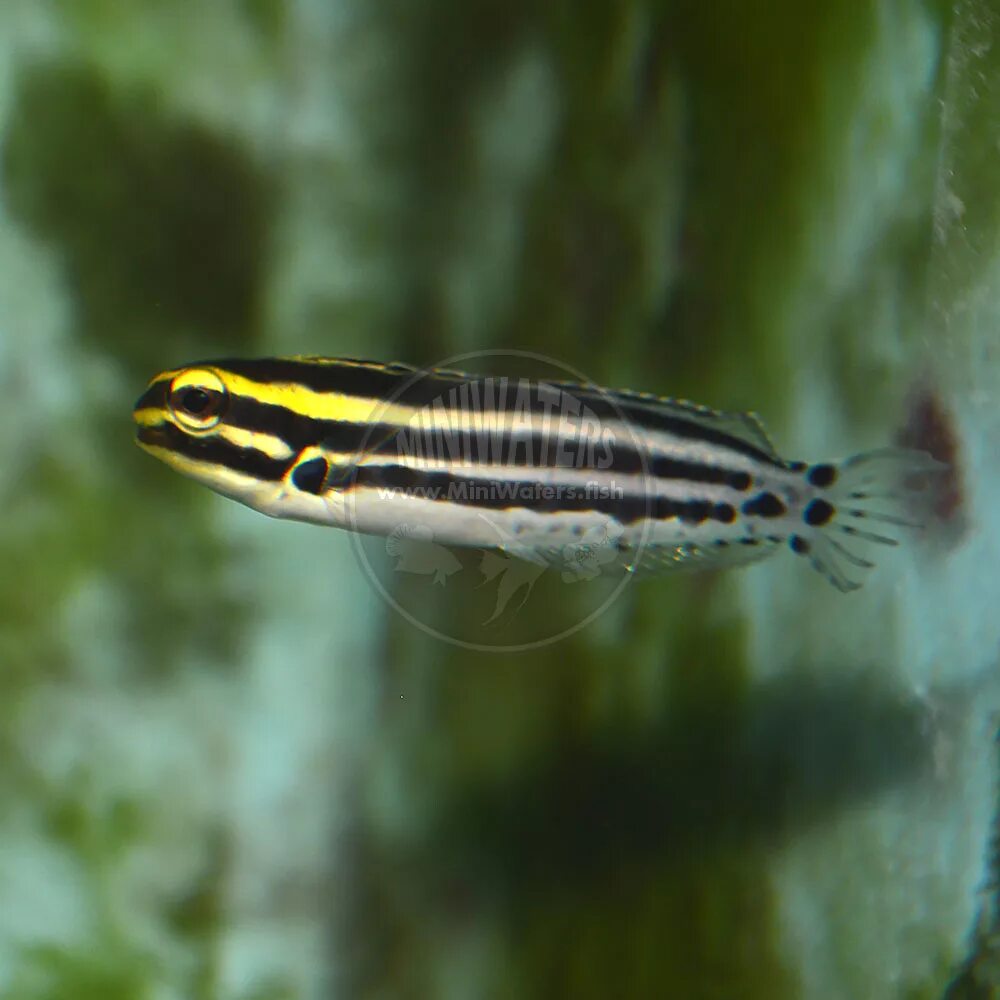 Полосатые аквариумные рыбки фото Meiacanthus grammistes "Striped Blenny", Captive Bred - Shop MiniWaters.FISH - O