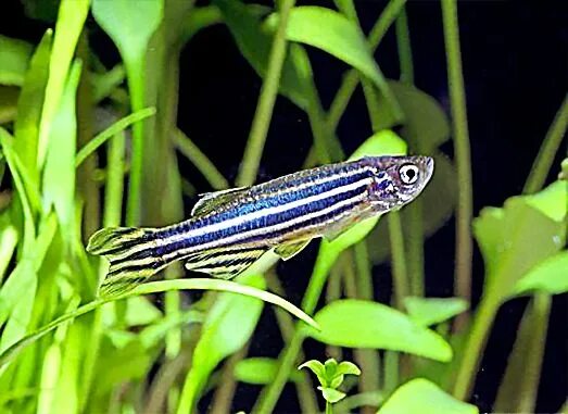 Полосатые аквариумные рыбки фото с названиями Longfin Zebra Danio (Danio rerio) Beautiful fish, Freshwater fish, Zebra