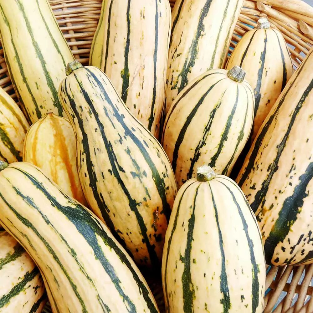 Полосатые кабачки фото Buy Squash 'Honeyboat' - Seeds Organic Gardening Catalogue