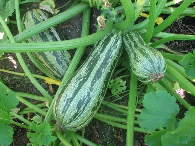 Полосатые кабачки название и фото Romanesco Type Zucchini Squash Zucchini squash, Zucchini, Squash