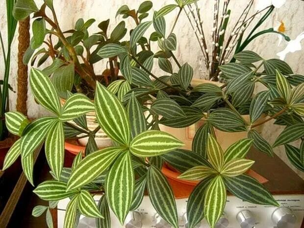 Zebra Plant indoor - Google Search Plantas de sombra, Plantas de jardín de sombr