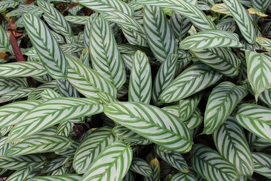 Полосатые комнатные растения фото Купить Калатею (Calathea) комнатное растение в СПб в интернет - магазине