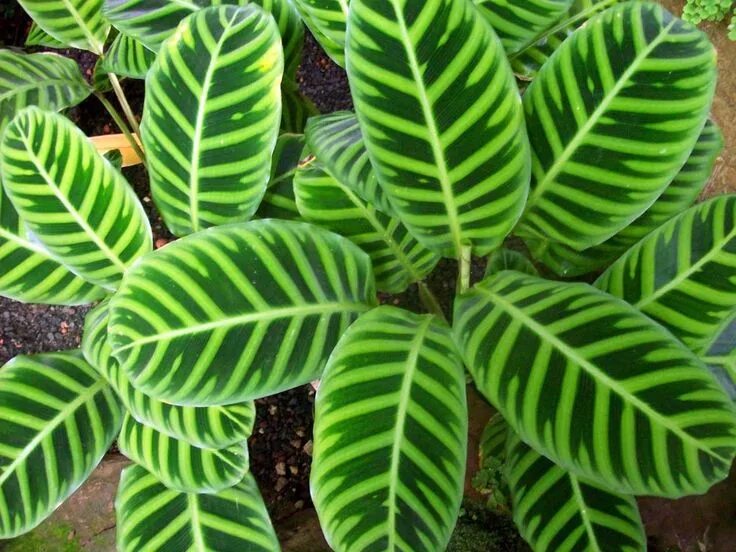 Полосатые комнатные растения фото Calathea zebrina Modrá.orchidea Plantas jardin, Plantas ornamentales, Jardinería