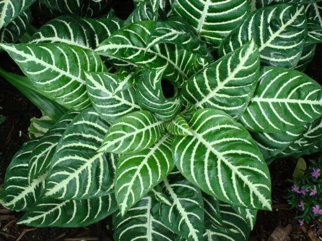 Полосатые комнатные растения фото Zebra Plant indoor - Google Search Plantas de sombra, Plantas de jardín de sombr