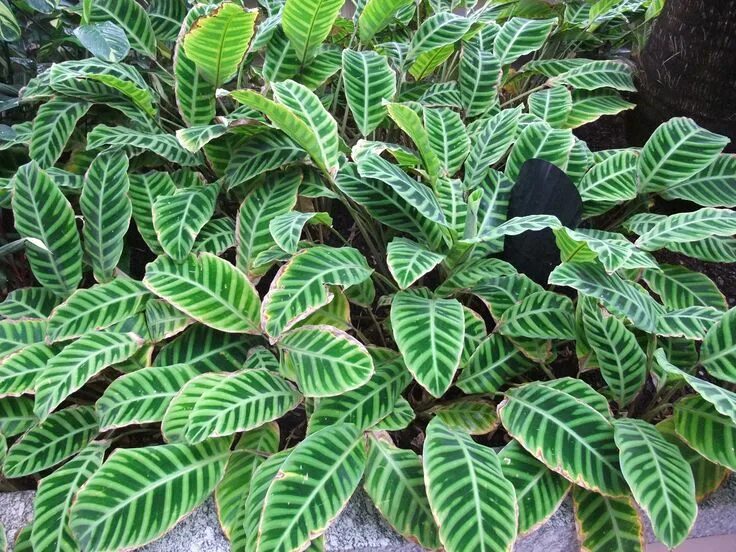 Полосатые комнатные растения фото Calathea zebrina Plantas para terrario, Plantas de interior resistentes, Plantas