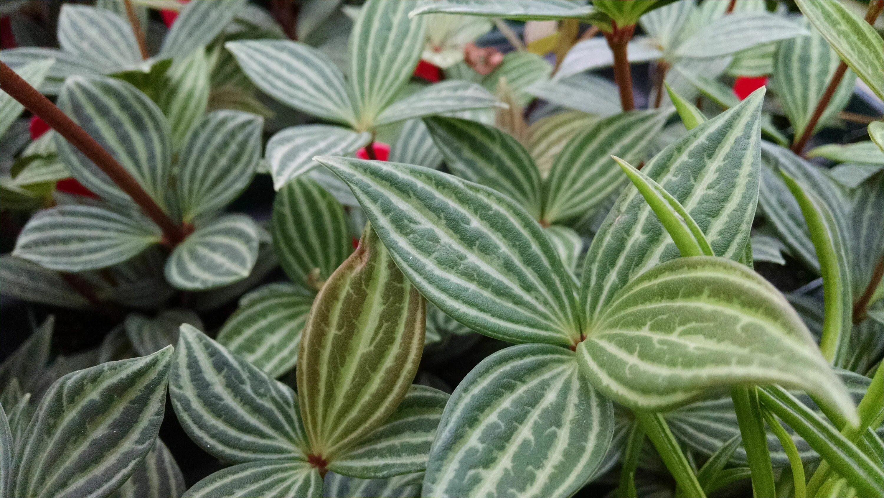 Полосатые комнатные растения фото и названия Parallel Peperomia Houseplants by Studley's Peperomia, Plant leaves, Houseplants