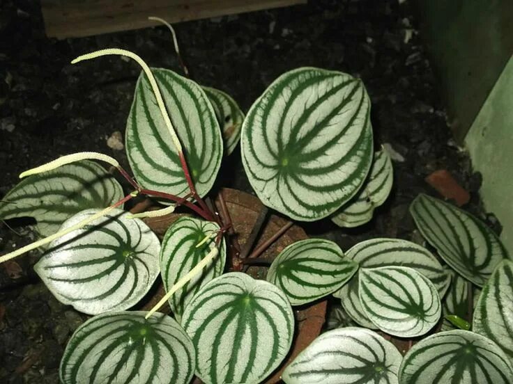 Полосатые комнатные растения фото и названия Peperomia argyreia (Watermelon Peperomia) - World of Flowering Plants Peperomia,