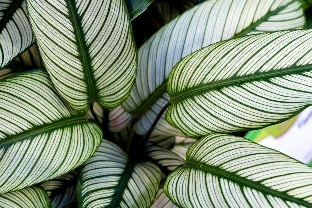 Полосатые комнатные цветы фото Premium Photo Calathea ornata, variously striped, pin-stripe, or pin-stripe cala