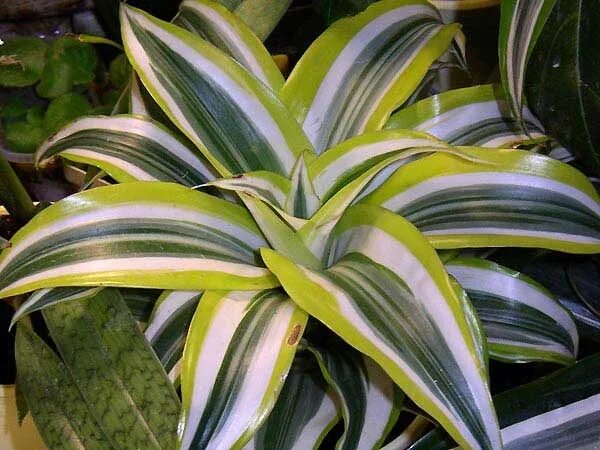 Zebra Plant indoor - Google Search Plantas de sombra, Plantas de jardín de sombr