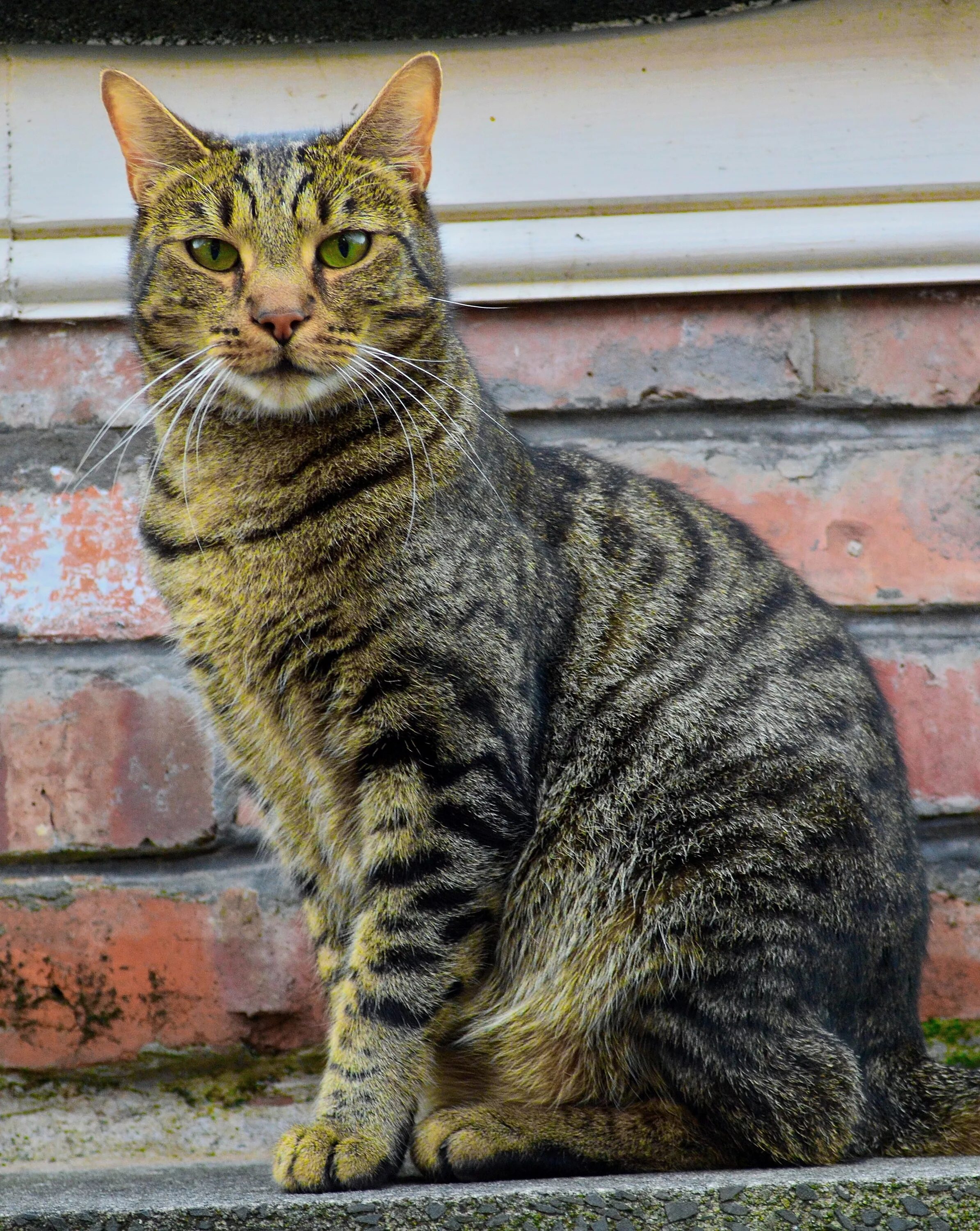 Полосатые кошки фото и названия Free Images : animal, cute, pet, feline, fauna, whiskers, furry, vertebrate, sta