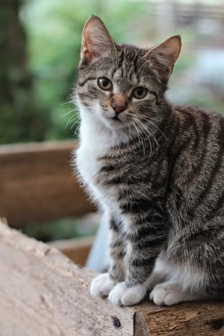 Полосатые кошки фото и названия Tabby Cats Orange Fru Pedersens have: Opgradering af sandkasse camouflage. Beaut