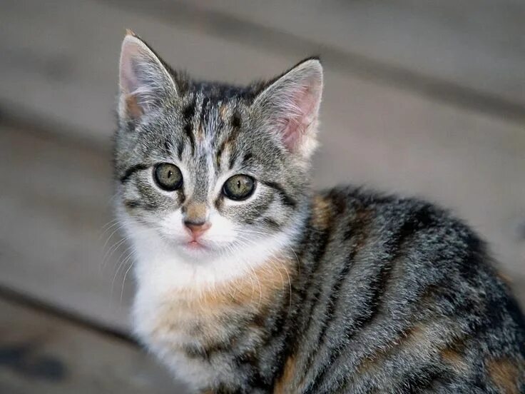 Полосатые кошки породы фото Pin on Cats Tabby cat, Cute cats, Tabby kitten