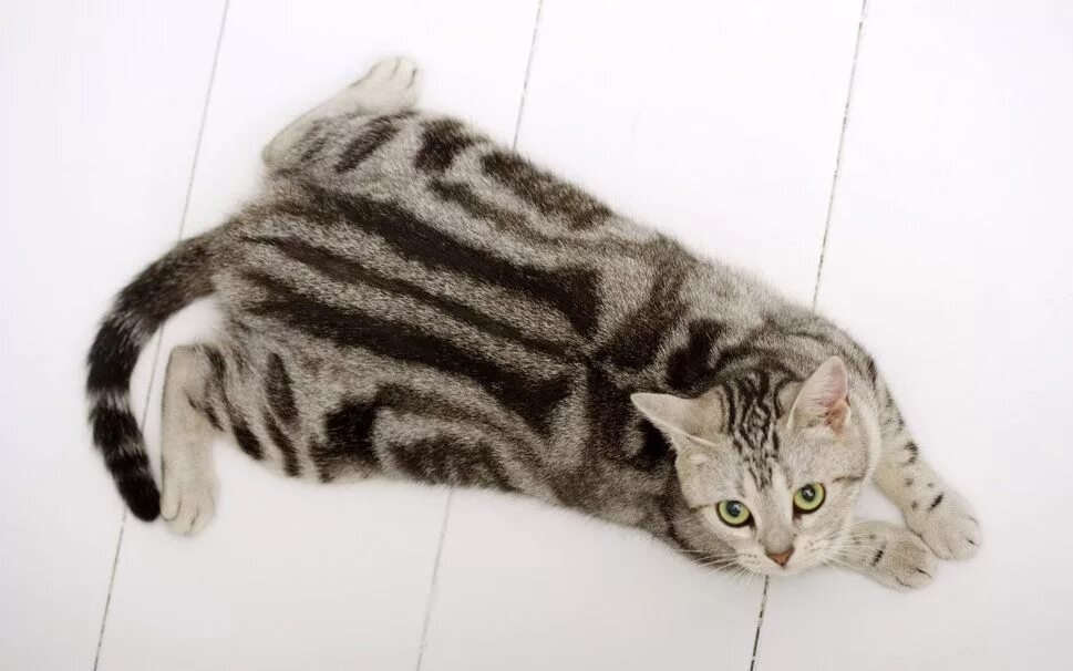 Полосатые кошки породы фото munchkin cat American shorthair, Gatos, Gatos exóticos