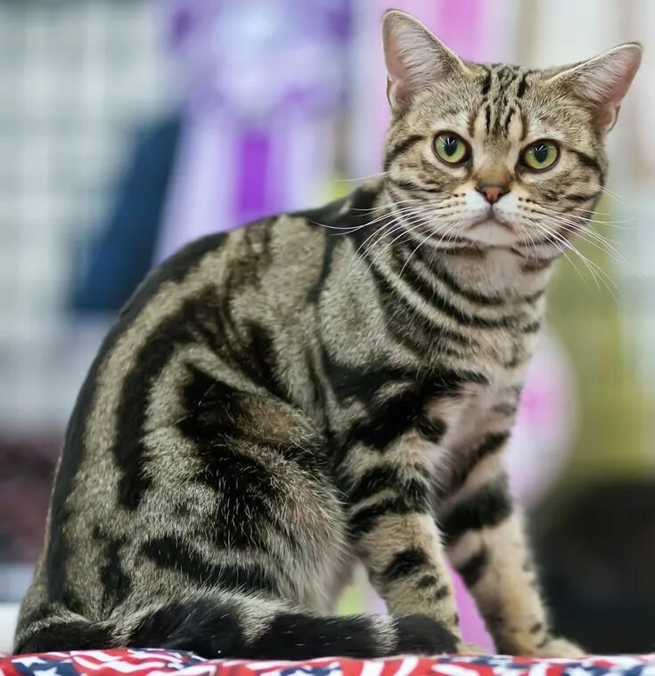 Полосатые кошки породы фото и названия The Best Cats for Apartment Living American shorthair cat, Cat breeds, Best cat 