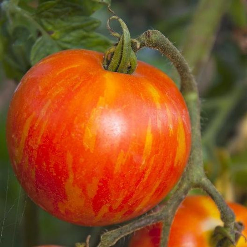 Полосатые помидоры сорта и фото название USA SELLER Mr Stripey Bi-colored Tomato 25 Seeds HEIRLOOM Solanum Lycopersicum -