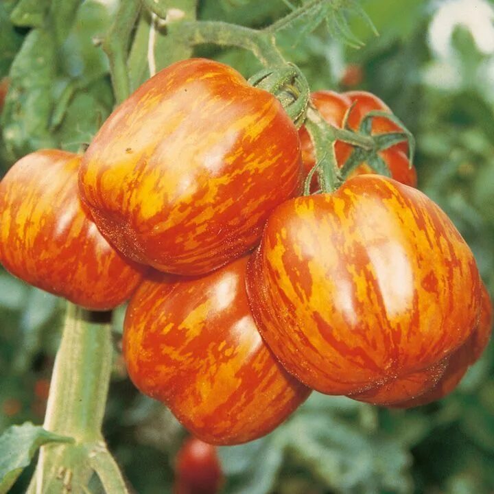 Полосатые помидоры сорта и фото название Pin by Grow plants on Tomato plant Organic vegetable seeds, Tomato seeds, Organi