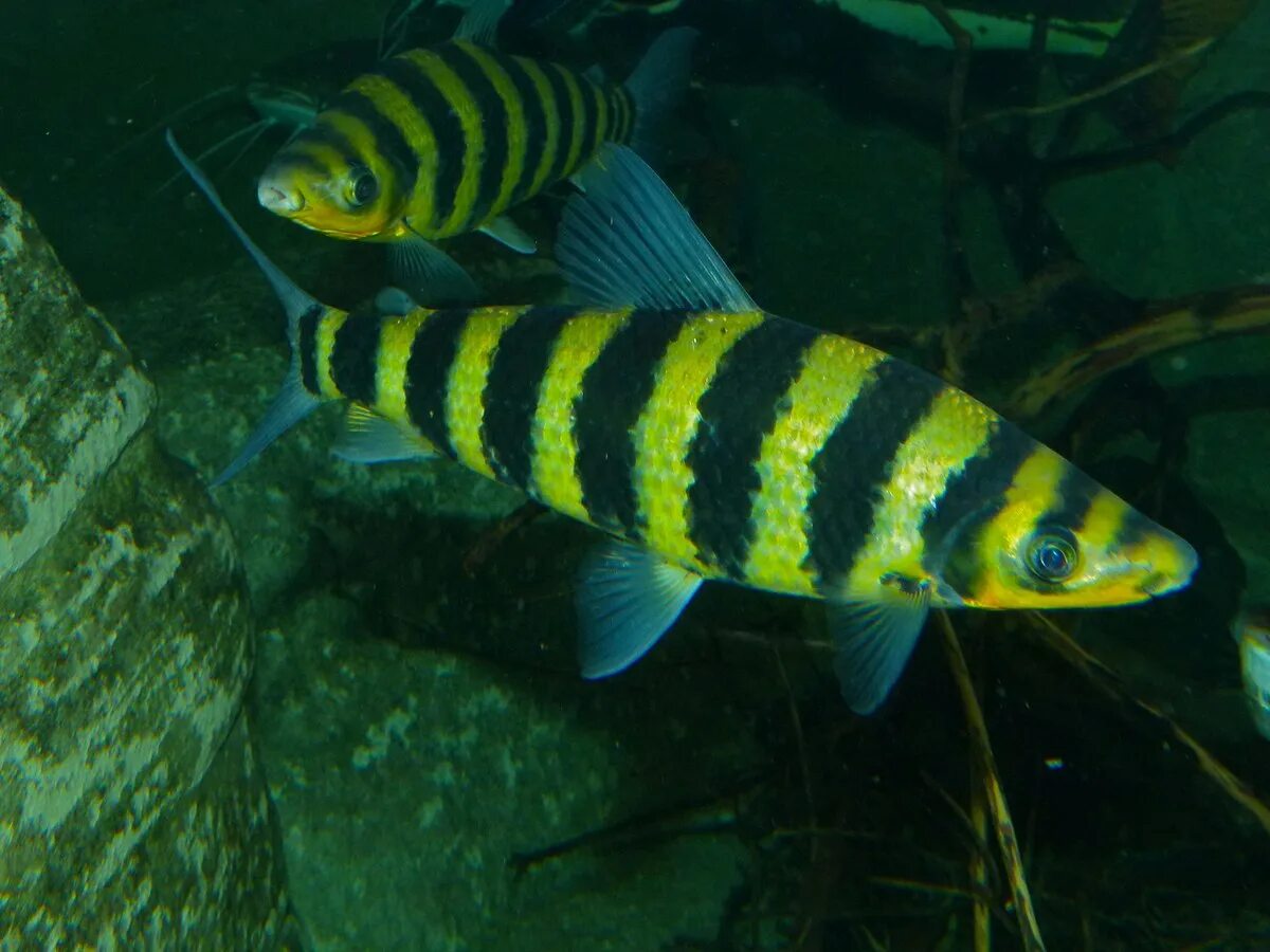 Полосатые рыбки название с фото Leporinus fasciatus - Wikipedia