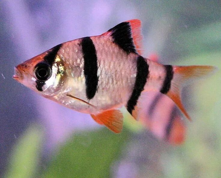 Полосатые рыбки название с фото Use These Tips to Care for Tiger Barb Fish Pet fish, Tropical freshwater fish, F