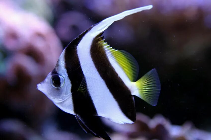 Полосатые рыбки название с фото Schooling Bannerfish (Heniochus diphreutes), Indo-Pacific