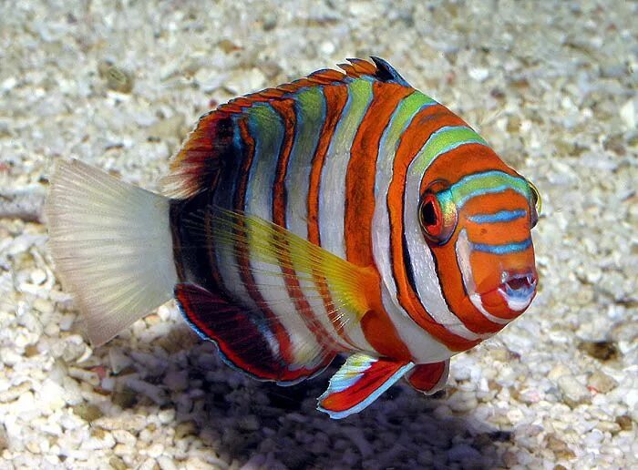 Полосатые рыбки название с фото A Harlequin tusk's diet consists primarily of worms, crustaceans, mollusks and o