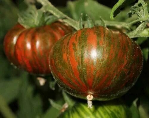 Полосатые томаты сорта фото Chocolate Striped Beefsteak Tomato - 5+ seeds - Semillas - Graines - Samen P 046