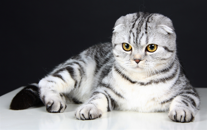 Полосатые вислоухие кошки фото Download wallpapers 4k, Scottish Fold, cats, kitten, pets, cute animals, Scottis