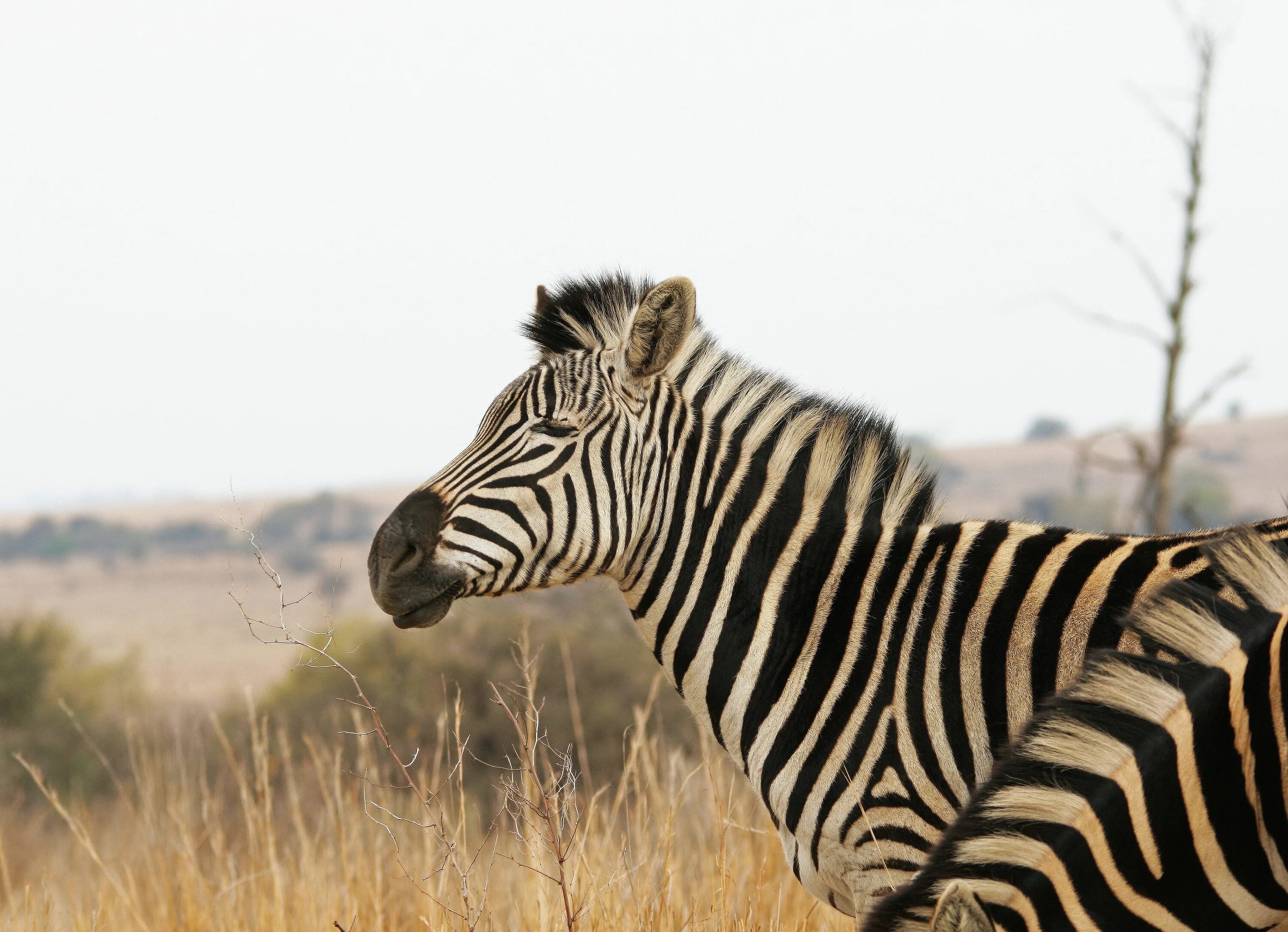 Полосатые животные картинки Free Images : nature, grass, game, animal, wildlife, africa, mane, fauna, savann