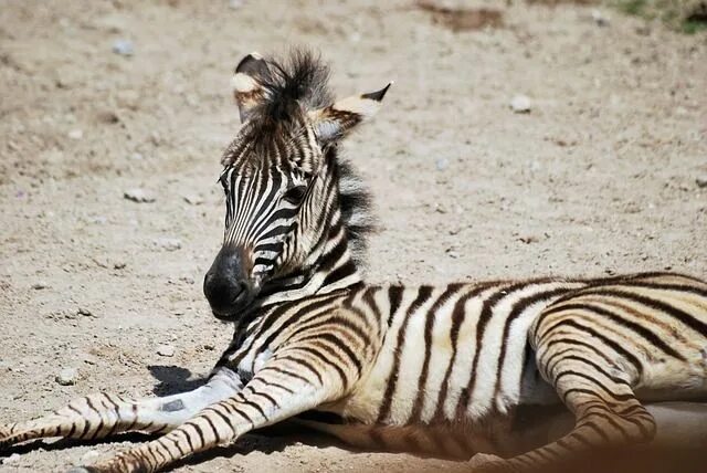 Полосатые животные картинки Zebra Cub Baby - Free photo on Pixabay Baby zebra, Zebra, Young animal