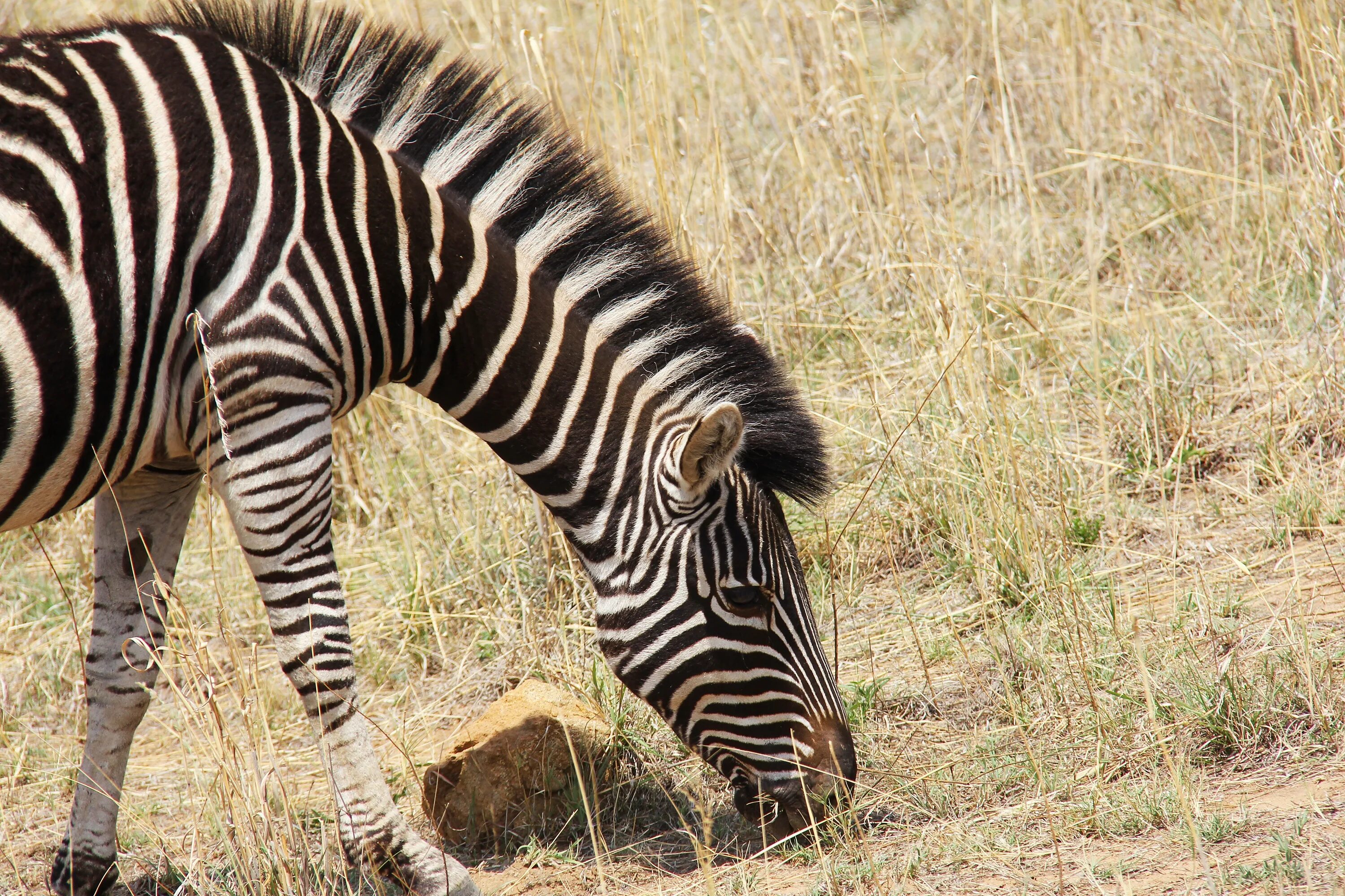 Полосатые животные картинки Zebra eating free image download