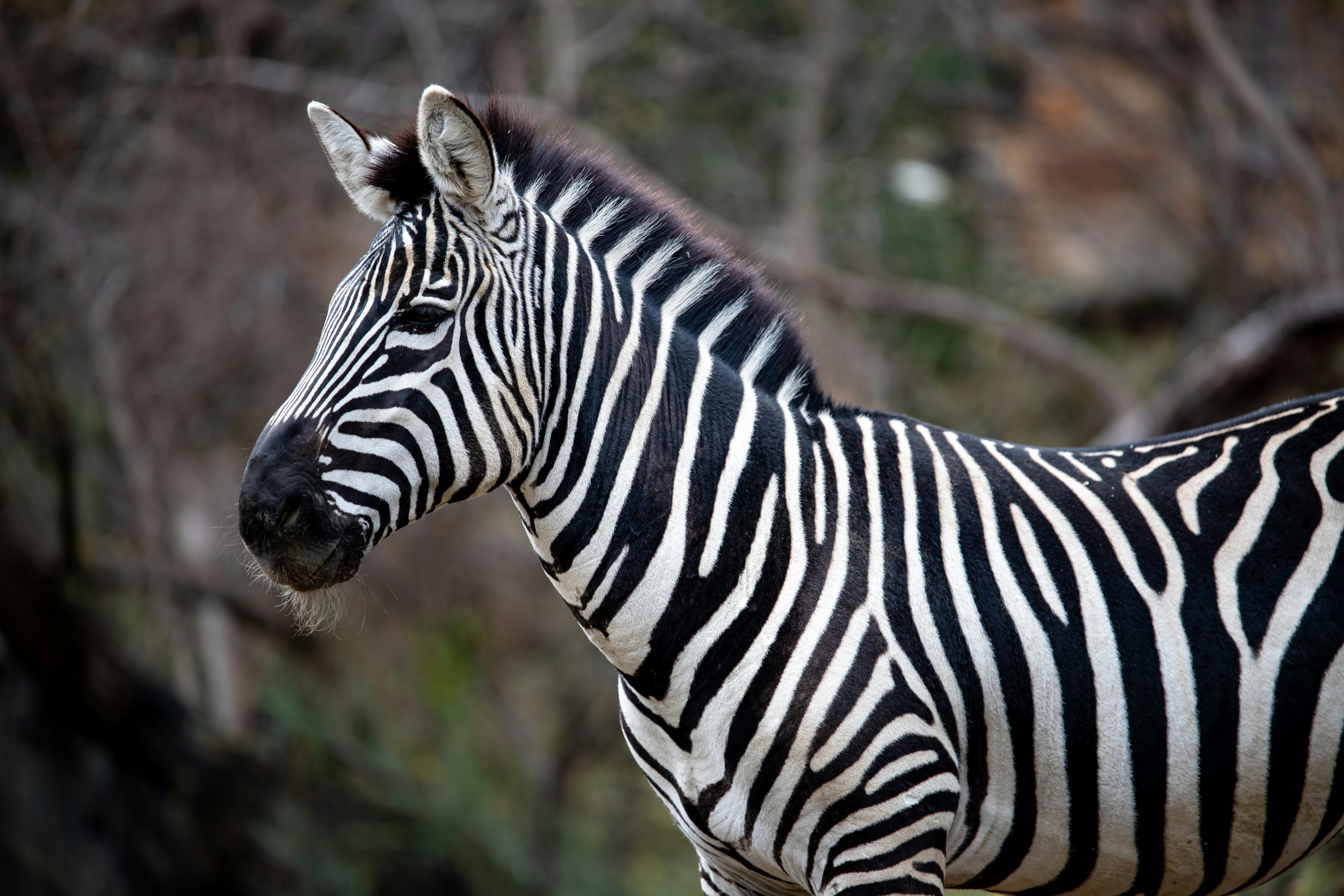 Полосатые животные картинки black and white zebra standing during daytime photo - Free Animal Image on Unspl