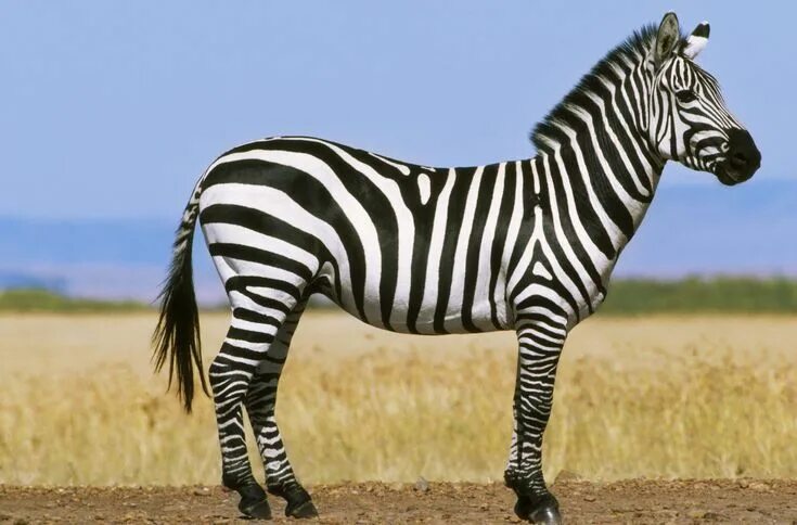 Полосатые животные картинки These Eight Traits Separate Mammals From Other Vertebrates Zebra, Zebra pictures