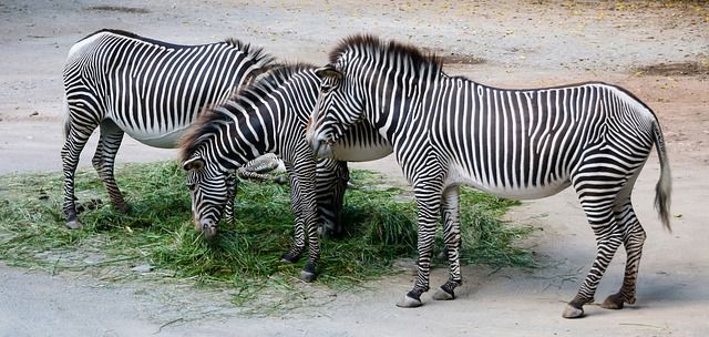 Полосатые животные картинки Nature Animals Zebra - Free photo on Pixabay