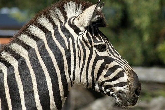 Полосатые животные картинки Zebra Striped Strip - Free photo on Pixabay Zebra, Zebra pictures, Free photos