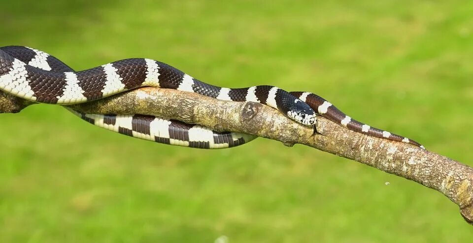 Полосатые змеи фото Gratis afbeelding op Pixabay - Californië Kettingslang Snake, Afbeeldingen