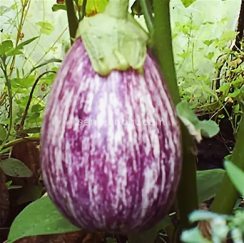 Полосатый баклажан фото Eggplant Sailor Detailed description, photo , growing, buy