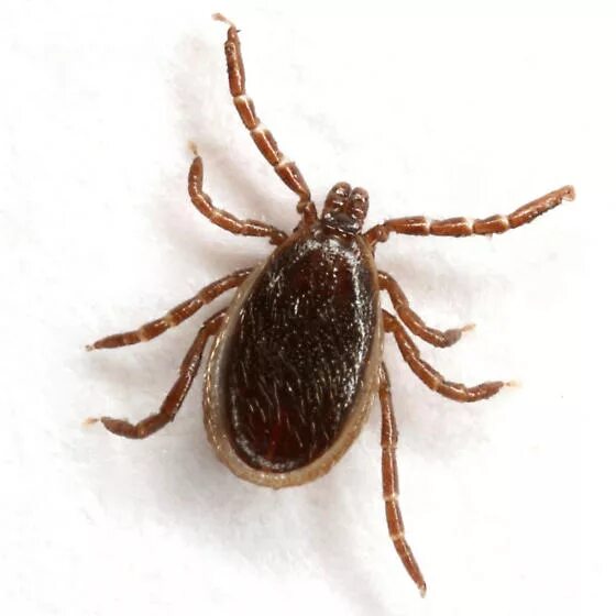 Полосатый клещ фото и описание Black-legged Tick - Ixodes scapularis - Ixodes scapularis - BugGuide.Net