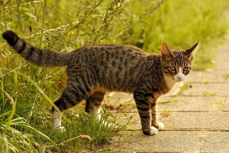 Полосатый котик фото Tabby Cats Animal World