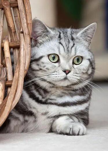 Полосатый котик фото Tumblr American shorthair cat, Cat breeds, Cute cats