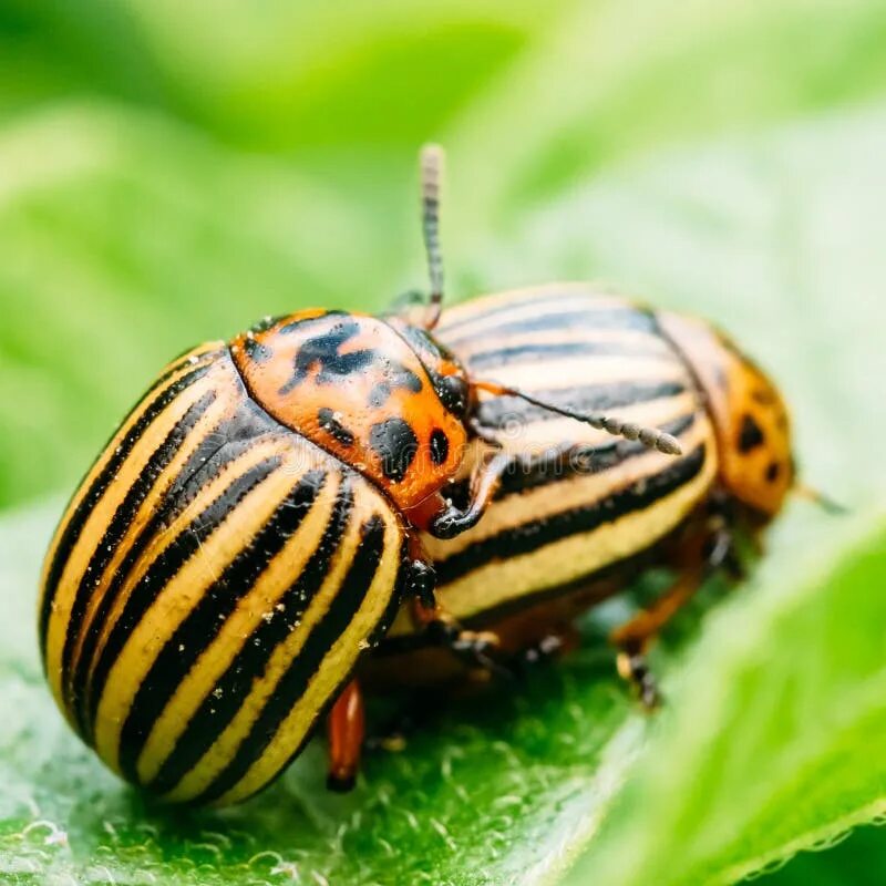 Полосатый жук фото Macro Shoot of Potato Bug on Leaf Stock Photo - Image of environment, garden: 43