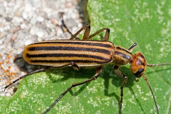 Полосатый жук фото Blister Beetle in Alfalfa and Pasture Oklahoma State University