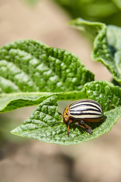 Полосатый жук фото Premium Photo Adult striped Colorado beetle eating young green potato leaves. Pe