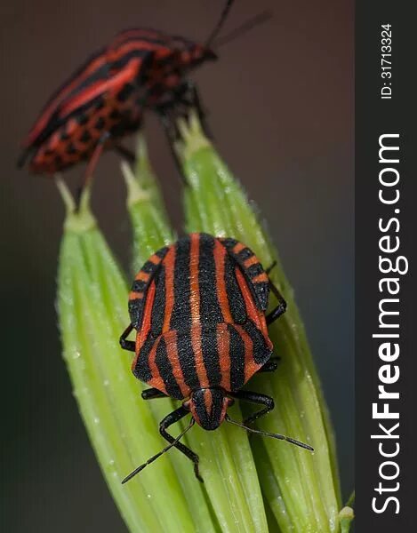 Полосатый жук фото 15+ Black red striped shield bug Free Stock Photos - StockFreeImages