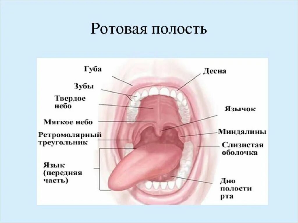 Полость горла фото Внутренняя полость рта