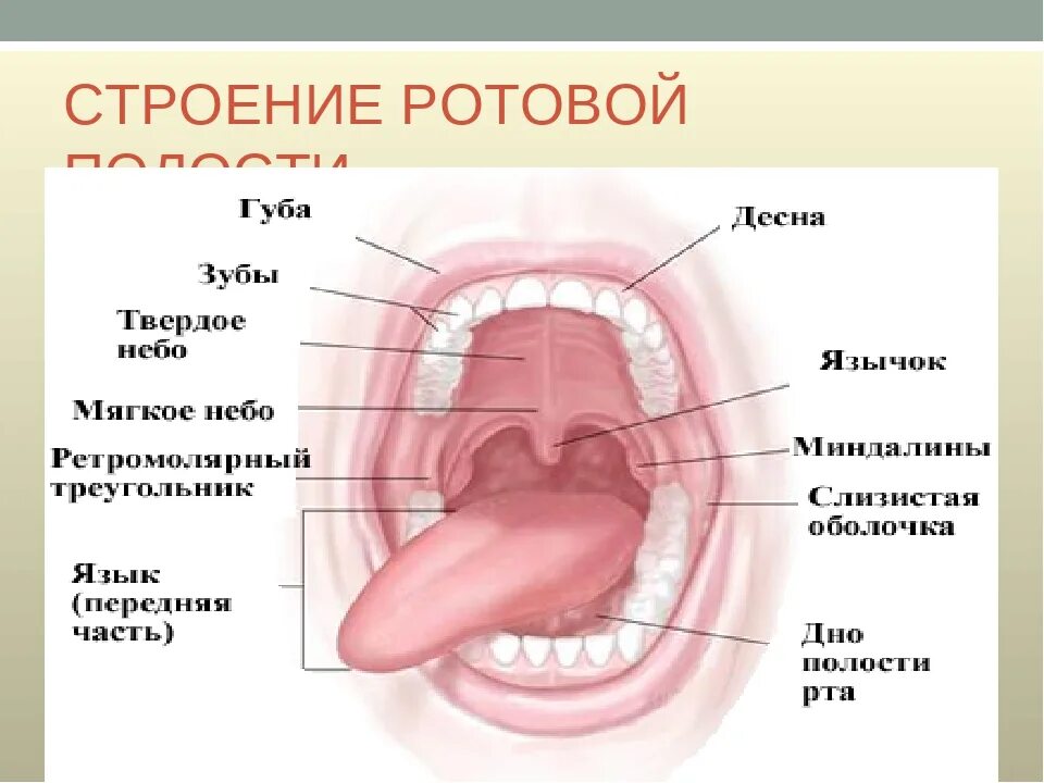 Полость горла фото Глотка лет